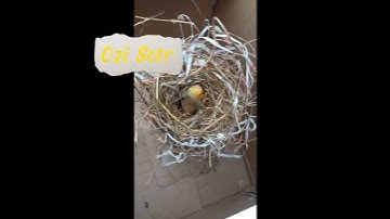 Cara Ngeloloh Burung Cendet yg baru Menetas