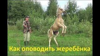 Как оповодить маленького жеребёнка без помощников. Как оповодить маленького жеребёнка без помощников.