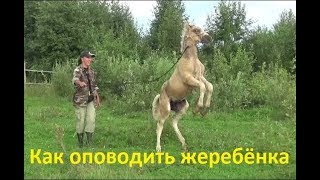 Как оповодить маленького жеребёнка без помощников.