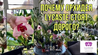 :   Lycaste  ?