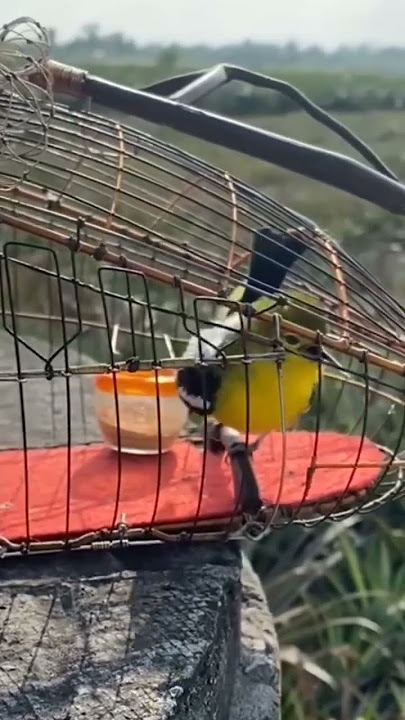 #shorts chim huýt cô căng lửa de mái