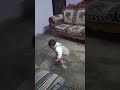 Dekho kitni efforts lagti hain slippers pehnne mein 😂 #funnybaby #babygrowth
