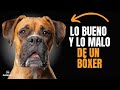 🐶 VENTAJAS Y DESVENTAJAS de tener un perro BÓXER