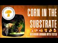 Corn in the substrate mushroom growing myth tested