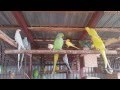 Ringnecks parrot pairs