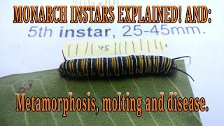 Monarch instar larva stages and caterpillar diseases. Metamorphosis and molting explained!