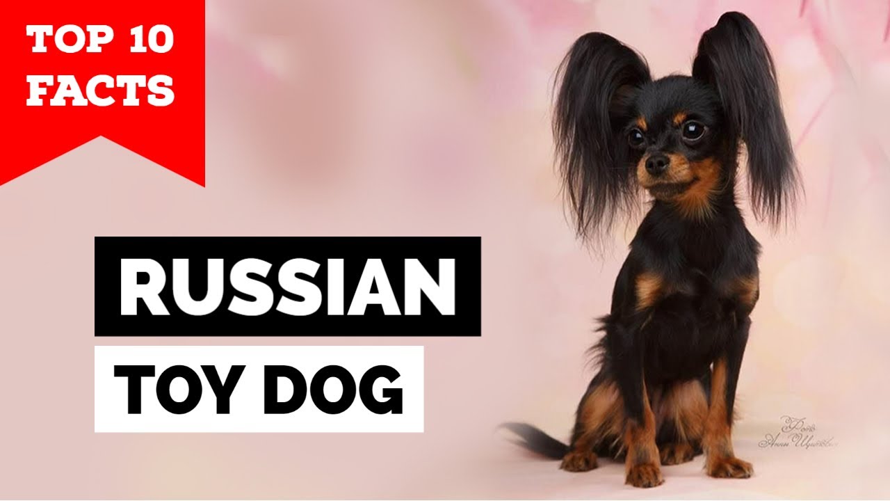 Russian Toy Dog - Top 10 Facts - Youtube