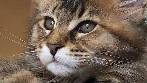 Video 3056761: training maine coon cat, maine coon cat kitten, kitten fetching, cute kittens adorable, kittens cute toys, cat show