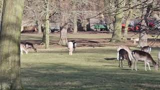 A #deer #park in the heart of #Oxford - really?🦌🦌 #4K | #4kvideo,  #ytvideoes