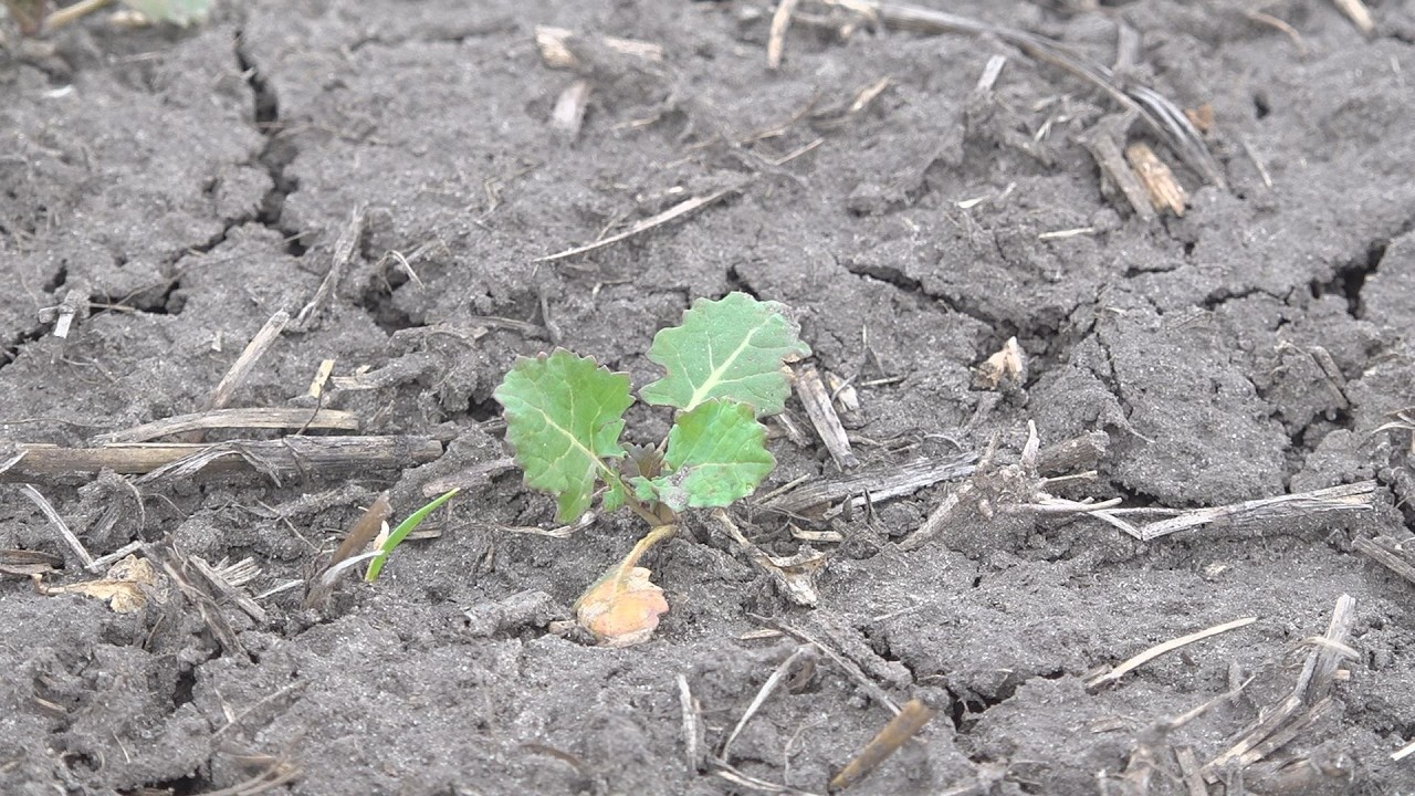 Óriási a vízhiány: kitárcsázzák a repcét a Dél-Alföldön!