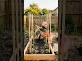 DIY Raised Garden Beds & Growing Juicy Tomatoes 🍅 From Scratch to Harvest