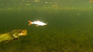 Download Mp3 Cool: pike attacks dead bait underwater. Gäddfiske. Hechtangeln. Pesca del lucio. Рыбалка атака щуки Gudang lagu Download Mp3 Cool: pike attacks dead bait underwater. Gäddfiske. Hechtangeln. Pesca del lucio. Рыбалка атака щуки
