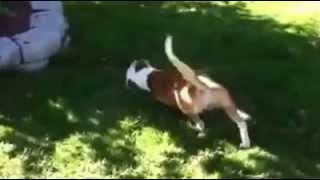 Mirandas Rescue Phoenix 3 Legged Pit Bull Survivor