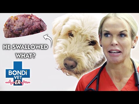 Video: Pijnlijke Buik Bij Honden