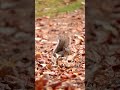 Nature’s Tiny Survivor: Watch This Squirrel in Autumn 🍁 #nature #relaxing #viral #wildlife #peaceful