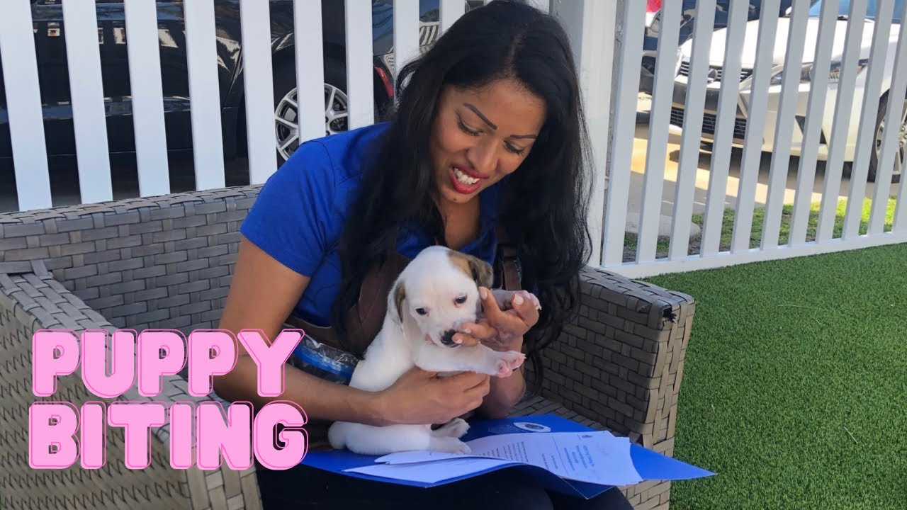 Puppy Mouthing And Play Biting 101 YouTube