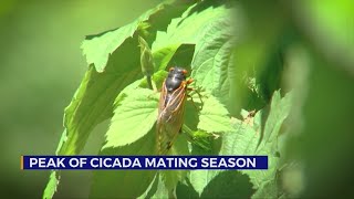 Peak of cicada mating season