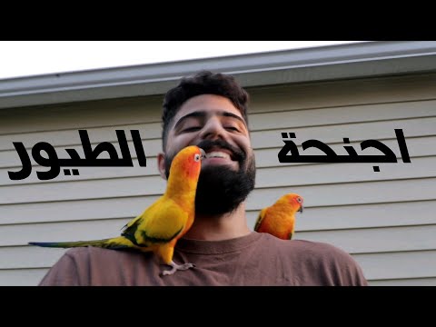 فيديو: لماذا تحتاج الطيور إلى قص أجنحتها؟