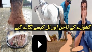 Horse videos horse ko nai null kisy lagiay vlog m |horse videos how horse were nulled in vlog