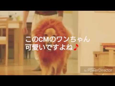AmazonのCMで話題のあの被り物を猫に被ってライオンになった♪