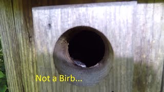 Not a Birb.