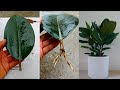 Grow rubber plant from leaves in simple way  gardening with johnson engleng