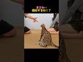 最高のトレーナー#猫 #子猫 #猫動画