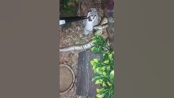 Spider Ball Python Eats Rat Pup #shorts