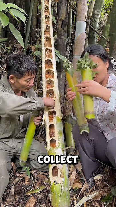 How bamboo larvae are collected and eaten as a snack in China