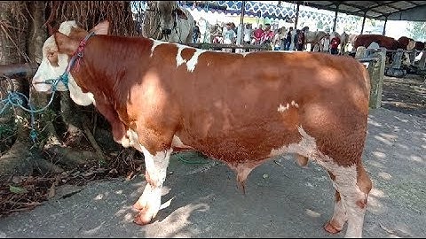 Kelas Baby Sapi Pedet Semetal Umur 7 Bulan Kontes Sapi Nasional Magelang APPSI Maret 2020