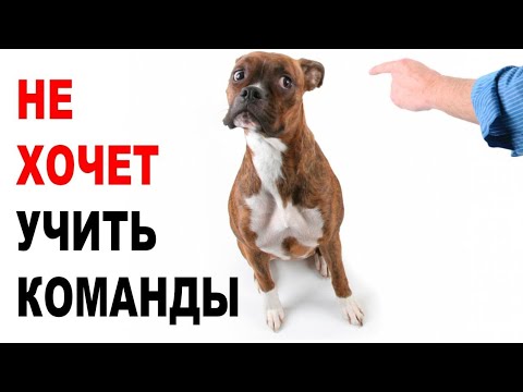 Как Приучить Собаку Делать Куни