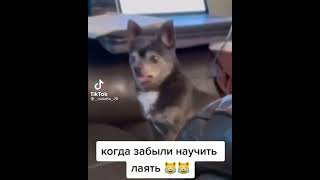 когда забыли научить лаять😹😹