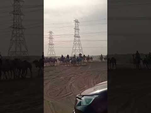 Camel Ride Camel Animal Explore Travel Bakraeid Shorts Khadijah Ibrahim 