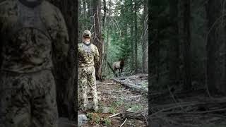 What would you in this situation 🦌 #whitetailhunting #bowhunting  #publicland #usa #huntingseason