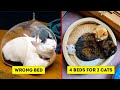 Funny Cat Logic Beds