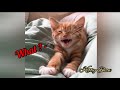 BEST CAT JOKES 2021 😻😺 FUNNY CATS AND DOGS 🐶😺😂