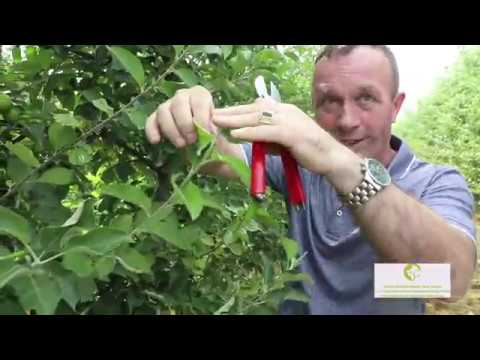 Video: Si të rriten dardha verore: Kujdesi për pemët e dardhave të freskëta