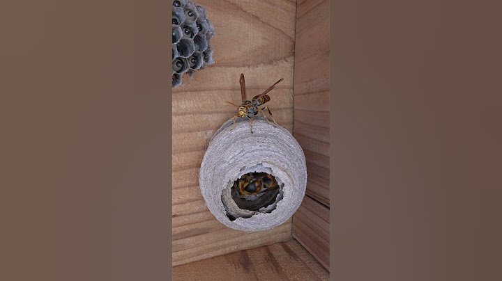 Wasp Queen Mistakenly Entered the Wrong Home