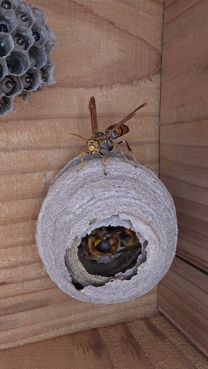 Wasp Queen Mistakenly Entered the Wrong Home
