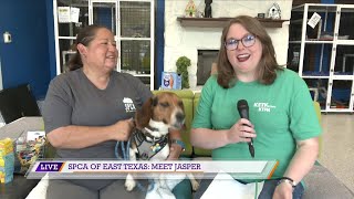 SPCA of East Texas: Meet Jasper