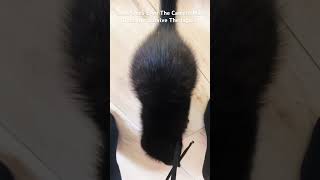 “Found Footage of Camera Man Attacked By Ruthless Jaguar” #kitten #blackcat #jaguar #panther #cat