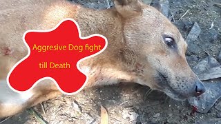 Anjing Agresif bertarung sampai mati