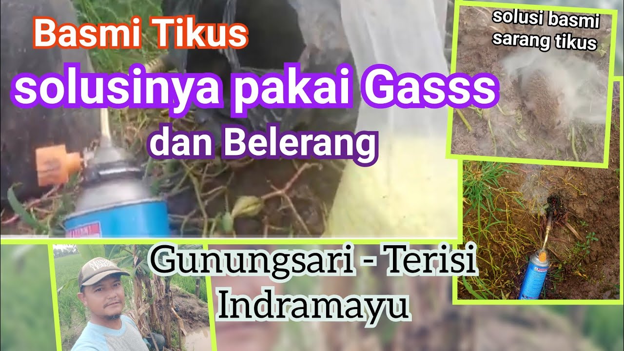 Basmi tikus dengan Gas dan belerang