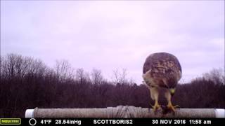 Red Tailed Hawk eats on a meal on the perch