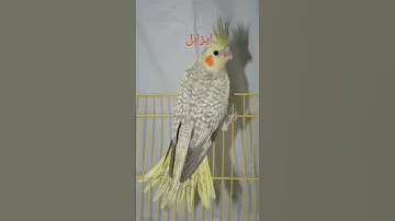 انواع طيور الكوكتيل اكتبوا لي في التعليقات من اكثر نوع 