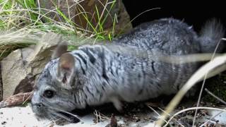 ¿Dónde vive la chinchilla en Perú?