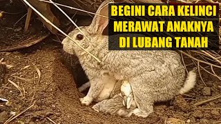 The Process of Breastfeeding Rabbits on the Wild
