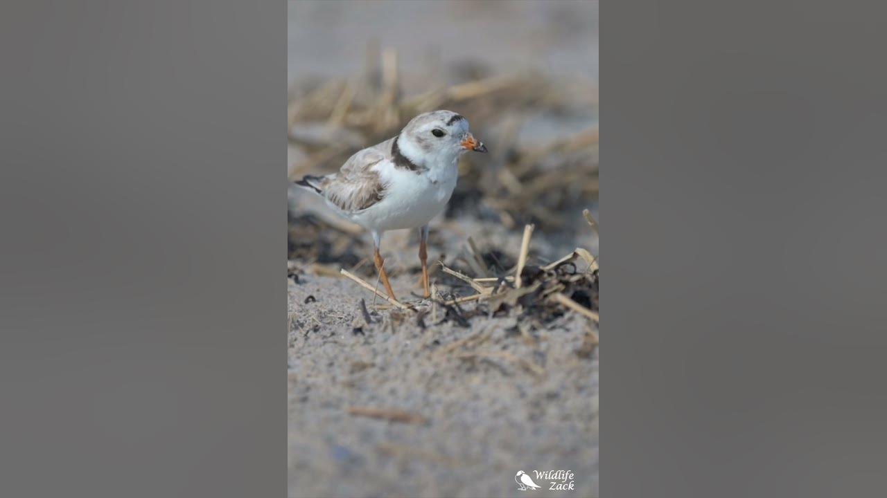 Piping plover provides shelter to its baby and fake injury to draw