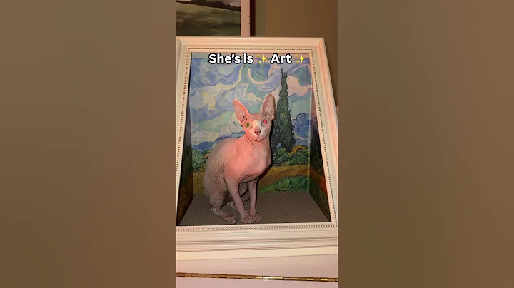 Video 11716261: chicken sphynx cat, sphynxcat