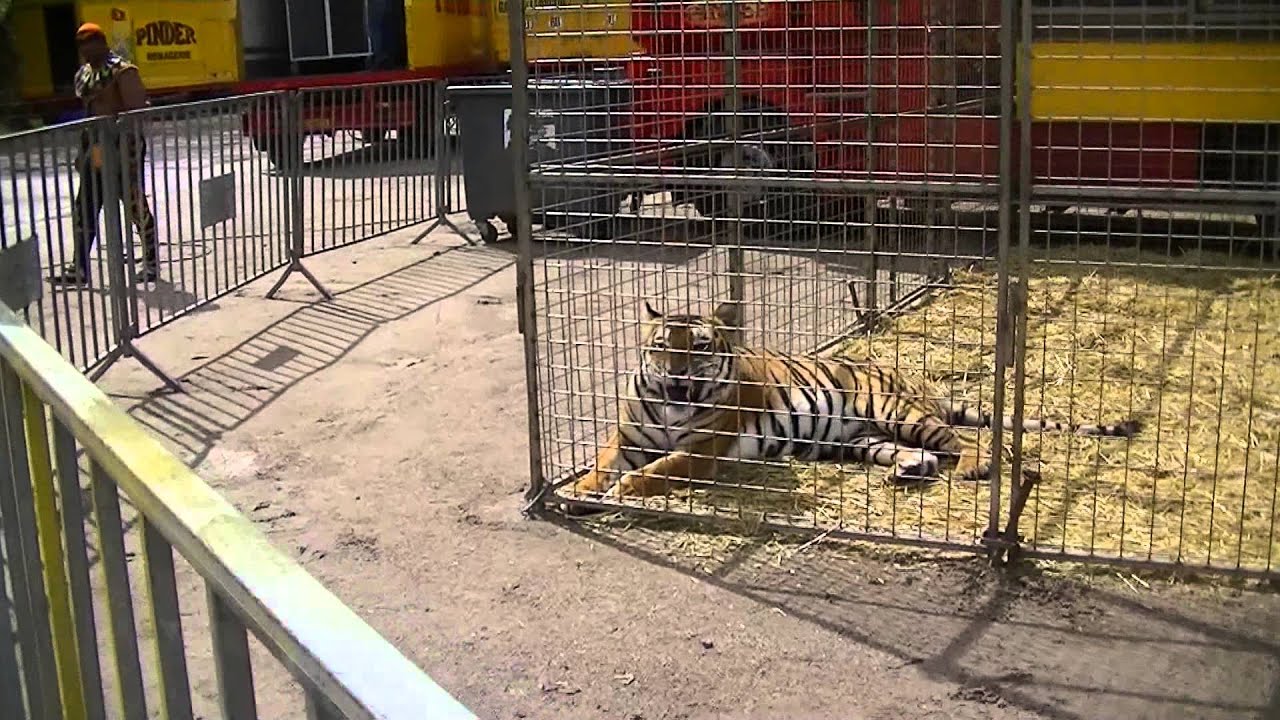 Zoo du cirque Pinder mardi 25 juin 2013 à Epinal..